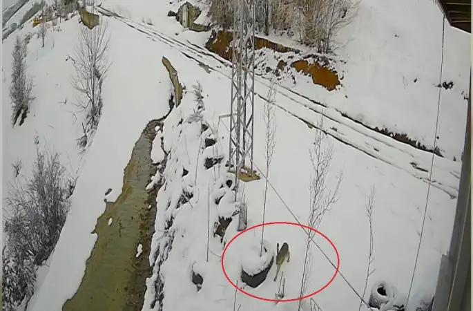 Bayburt’ta nefes kesen kovalamaca: Tavşanın kurdu atlattığı anlar kamerada
