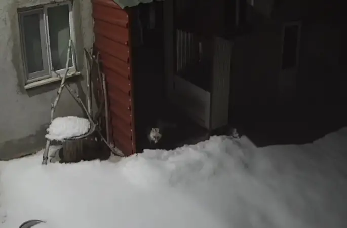 Bayburt’ta vaşaktan sonra bu kez tilki tavşan avladı
