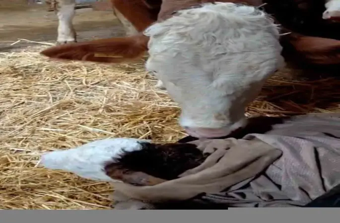 Bayram sabahı doğan buzağıyı görünce türküler söyledi
