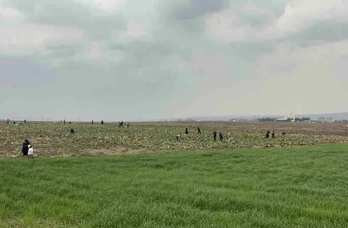 Bedava lahanayı duyan yağmura rağmen tarlaya akın etti
