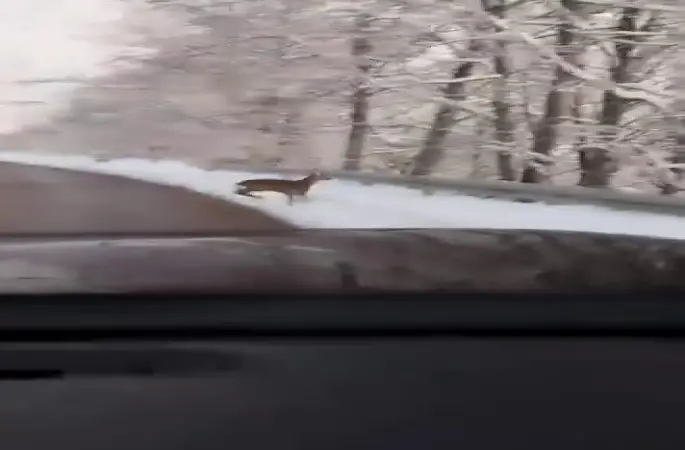 Beyaz örtü üzerinde tatlı karşılaşma: Karaca yola indi
