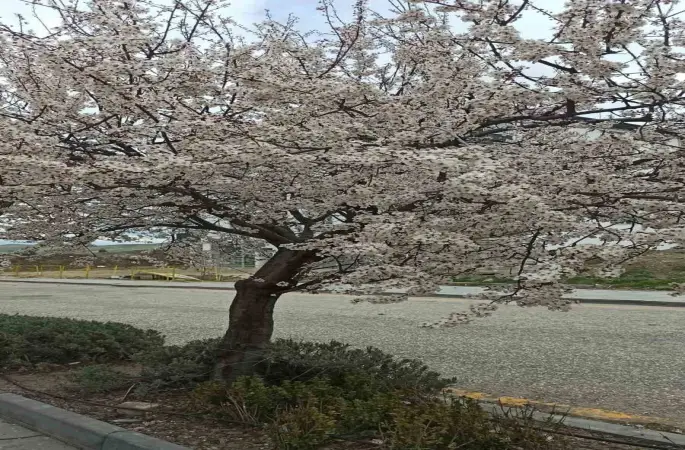 Beypazarı’nda badem ve kayısı ağaçları çiçek açtı

