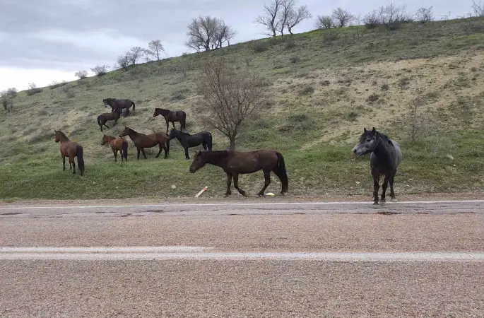 Beypazarı’nda yılkı atları görüntülendi
