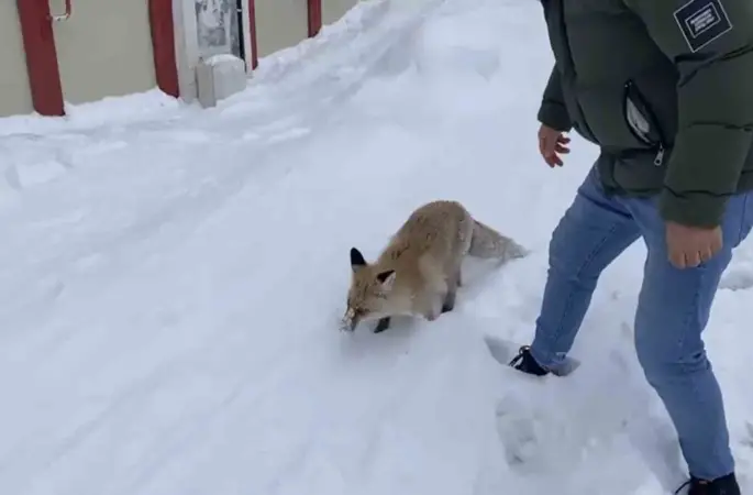 Bingöl’de aç kalan kızıl tilki şehir merkezine indi
