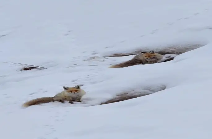 Bingöl’de yuvasında görüntülenen kızıl tilki mest etti
