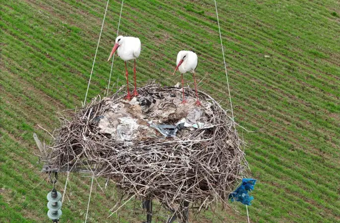 Binlerce kilometre mesafe kateden leylekler yuvalarını Diyarbakır’da kuruyor
