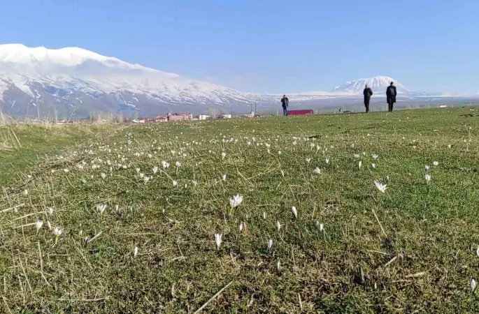 Bitlis’te kardelen ve çiğdemler açtı
