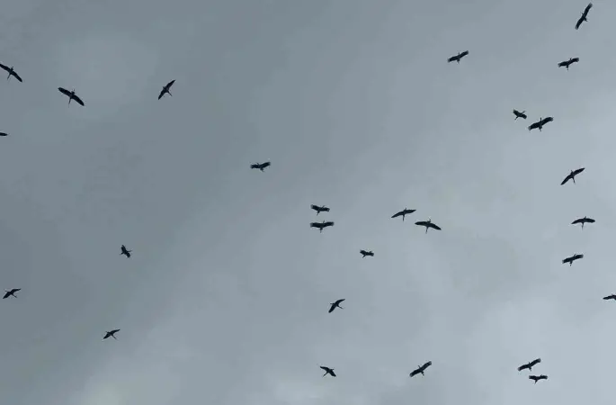 "Bolluk" müjdecisi leylek sürüsü Bursa semalarında görüldü
