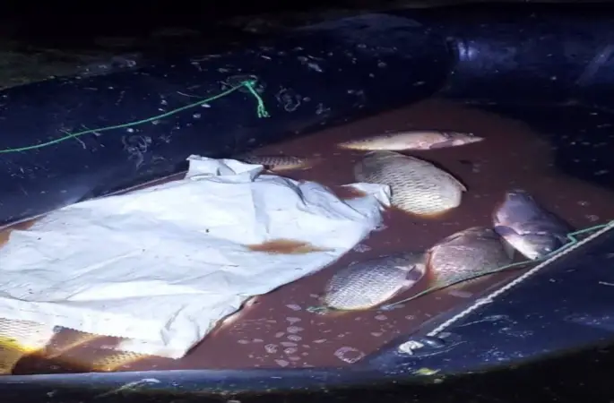 Bolu’da 350 kilo sazan kurtarıldı
