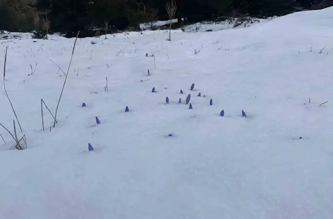 Bolu’da açan çiğdemler kar altında kaldı
