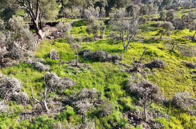 Böyle öfke görülmedi, bir gecede yüzlerce incir ve zeytin ağacını kesip ortadan kayboldular
