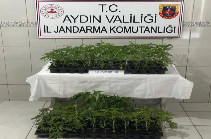 Bozdoğan’da 174 kök kenevir ele geçirildi
