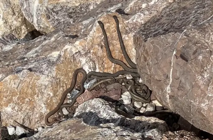 Brezilya’nın ‘Yılan Adası’ değil Yüksekova
