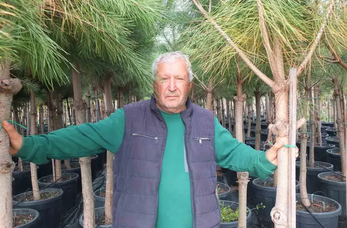 Burhaniye’de emekli banka müdürü, fıstık çamı yetiştiricisi oldu
