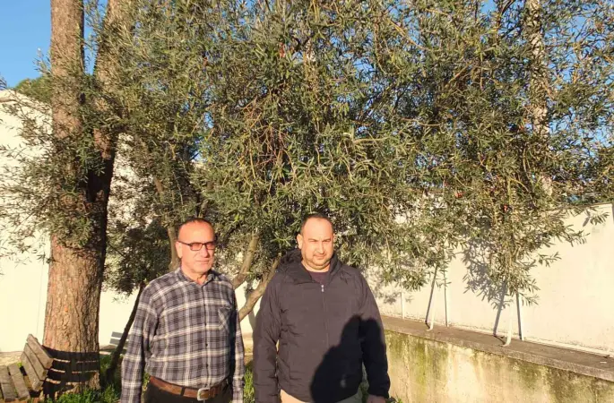 Burhaniye’de yağmurlar zeytincileri sevindirdi
