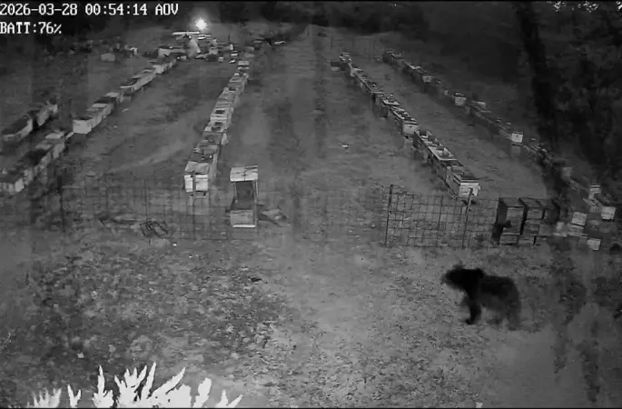 Bursa’da arı kovanlarına ayı saldırısı
