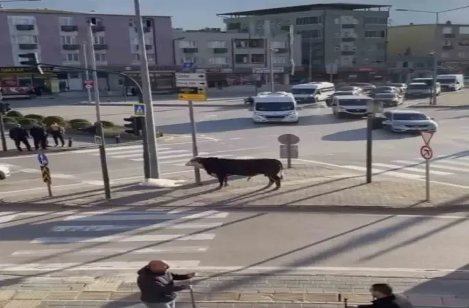 Bursa’da kaçan boğa trafiği karıştırdı, Ankara yolunda metrelerce koştu
