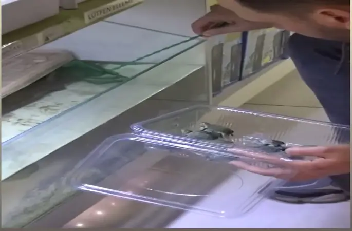 Bursa’da kaplumbağa operasyonu
