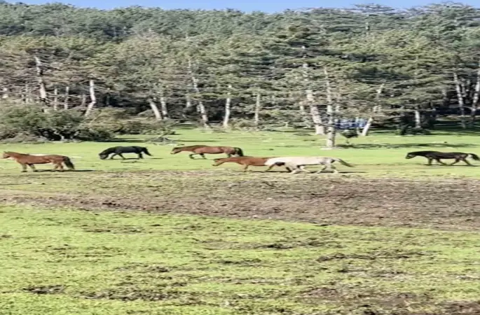 Bursa’da yılkı atlarının özgürlük gezisi

