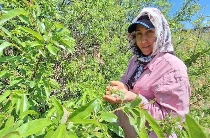 Çağla, üreticisinin yüzünü güldürdü
