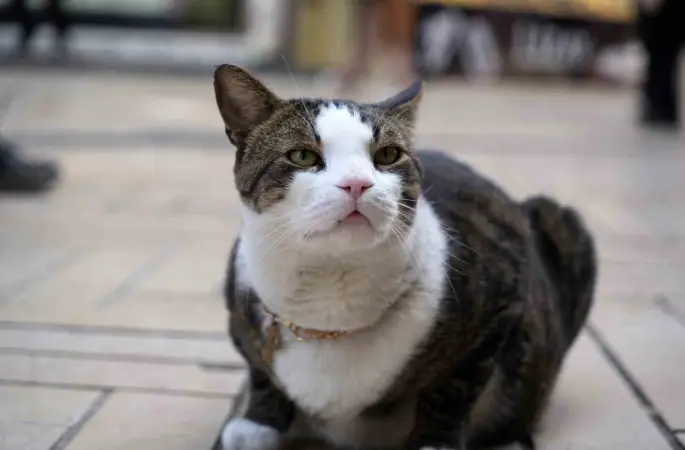 Çarşının 10 kiloluk Prens’i
