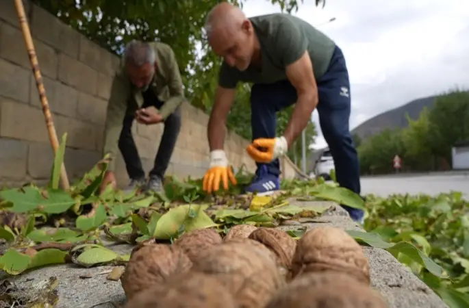 Ceviz üreticilerine antraknoz uyarısı
