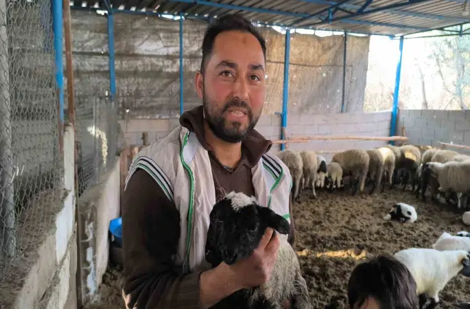 Çift başı ve 4 gözü ile doğan kuzu yaşama tutundu
