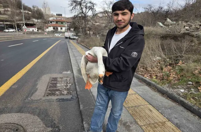 Çiftlikten kaçıp yola atlayan kaz sürücülere zor anlar yaşattı

