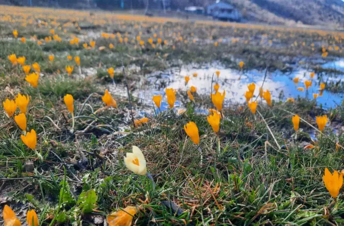 Çiğdemlerin açtığı Bartlı Yaylası’nda görsel şölen
