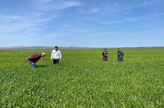 Cizre’de tarlalarda ‘süne’ mesaisi
