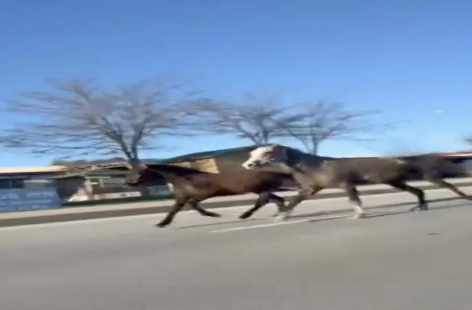 Çorum’da başıboş atlar trafiği tehlikeye attı: O anlar kamerada
