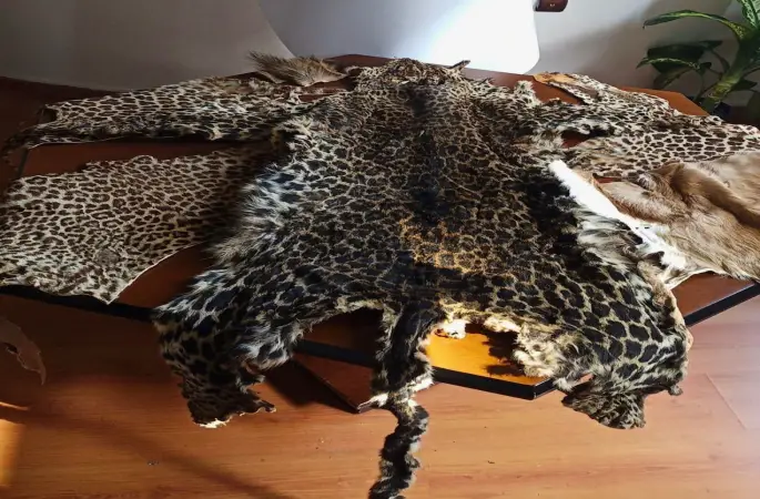 Çukurova Uluslararası Havalimanı’nda leopar postu ve baykuş gözü ele geçirildi
