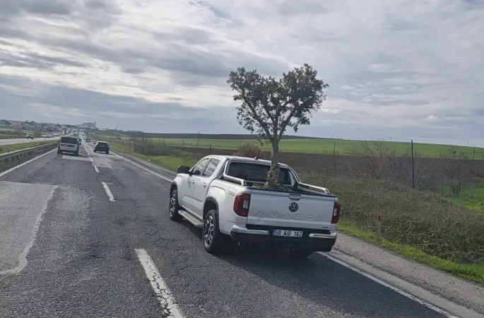 D100’de şaşırtan görüntü: Pikapta zeytin ağacı taşıdılar
