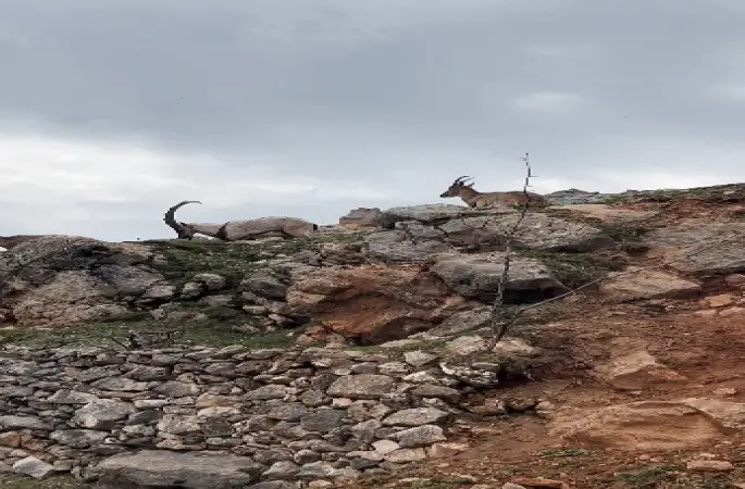Dağ keçileri sürü halinde görüntülendi
