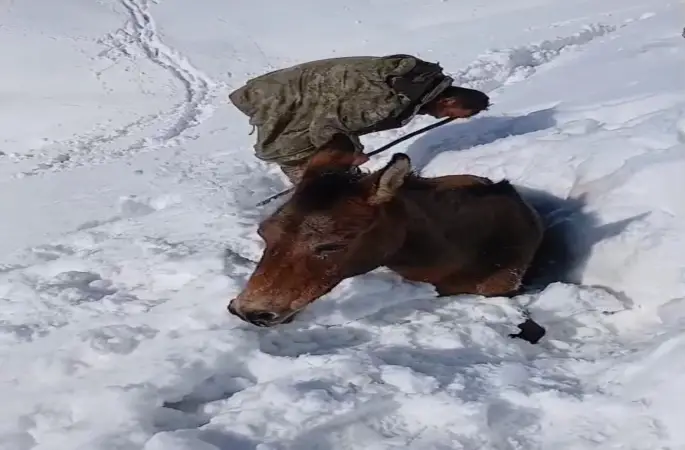 Dağda karda mahsur kalan katırlar kurtarıldı
