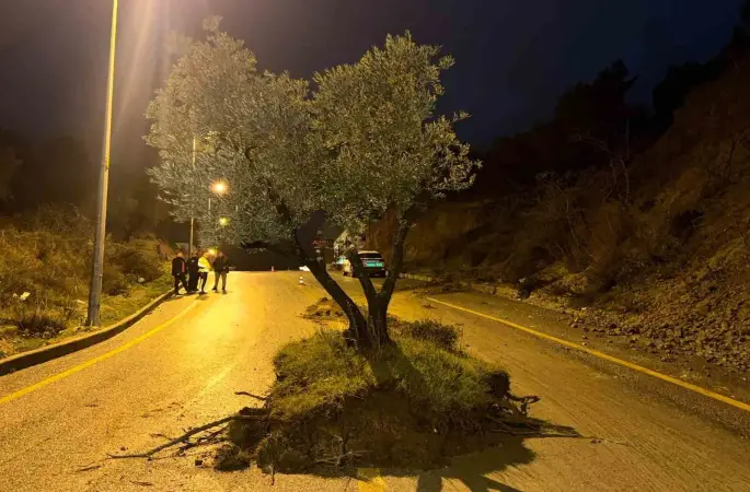 Dağdan kopan zeytin ağacı karayolunu ikiye böldü

