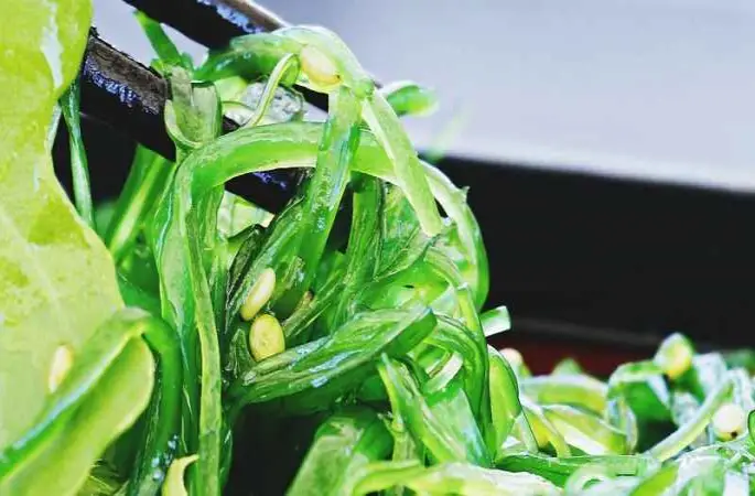 Nükleer kış sonrası insanlığın besini deniz yosunu olacak