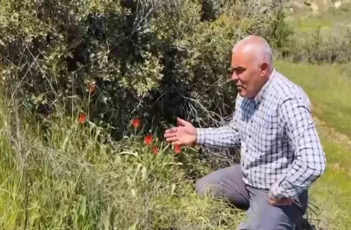 Denizli’de anemon lalesi yetişti
