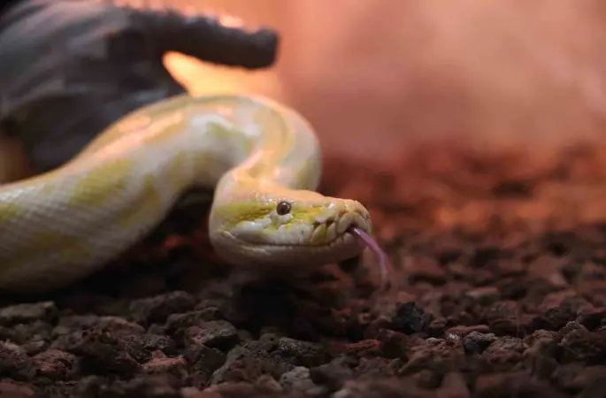 Denizli’de el konulan nesli tehlike altındaki piton Konya’da koruma altına alındı
