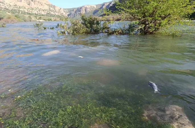 Dicle Nehri’nde balık ölümleri tedirgin etti
