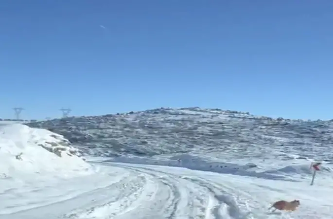 Diyarbakır’da aç kalan kurt ve domuz sürüsü yerleşim yerine indi
