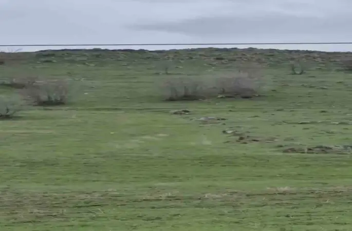 Diyarbakır’da kurt sürüsü görüntülendi
