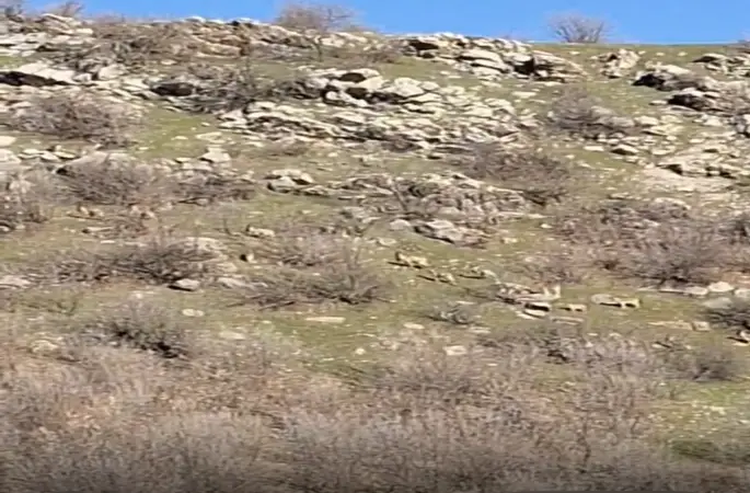 Diyarbakır’da popülasyonları her geçen gün artıyor, kaçak avlayanlara 940 bin lira ceza kesiliyor
