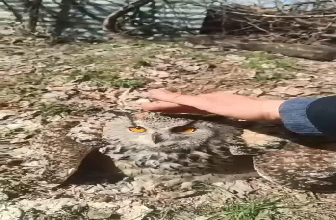 Doğada bulduğu puhu kuşunu ‘fıstık’ diyerek sevdi
