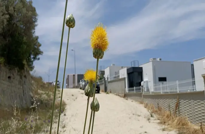 Doğaseverlerden Tülüşah için "acil koruma" çağrısı
