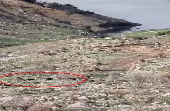 Domuzlar koyun sürüsüne saldırdı, çoban köpeği kovaladı
