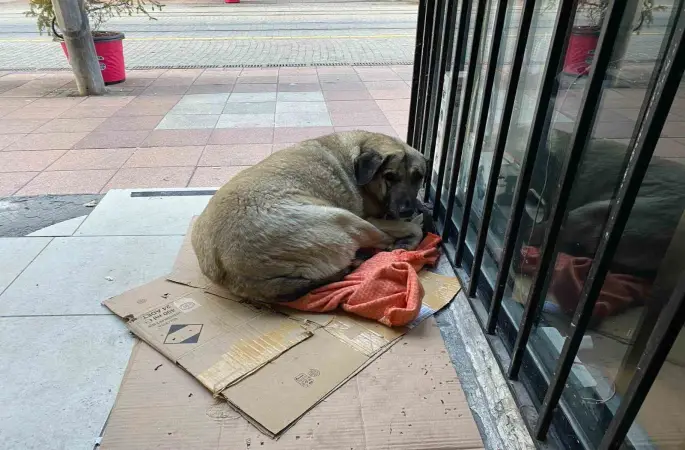 Dondurucu soğuk sokak hayvanlarının yaşamını zorlaştırdı
