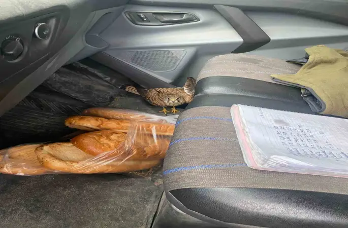 Dörtyol’da yaralı atmaca araca sığındı
