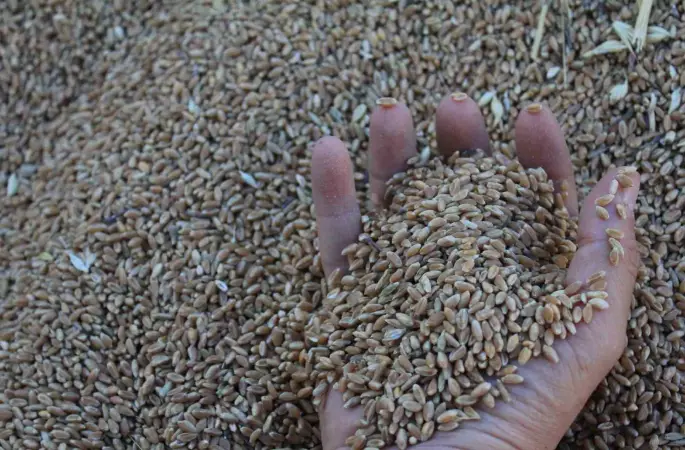 Dünya hububat üretiminde bir ilk gerçekleşecek
