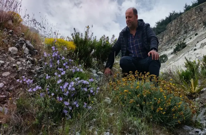 Dünyada sadece Aydın’da yetişen ’Küçük Çan’ yok olma tehlikesiyle karşı karşıya
